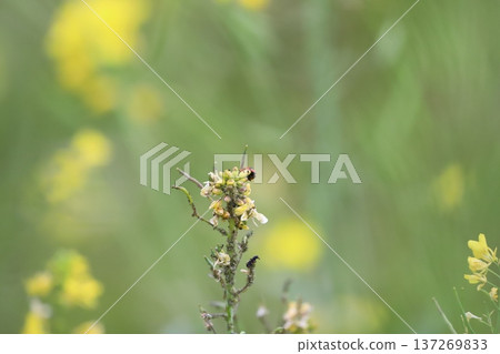 Seven-spotted ladybug resting on rape blossoms 137269833