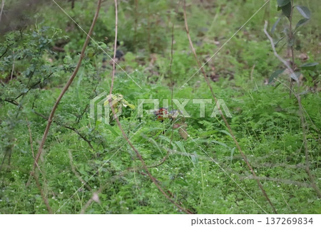 一隻野雞從草叢探出頭來 一隻野雞從草叢探出頭來 137269834