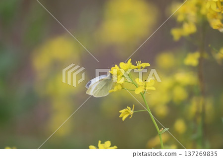 在油菜花開花的Monstrochium 在油菜花開花的Monstrochium 137269835