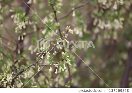 無數的膠花 無數的膠花 137269838