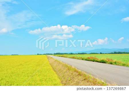 Fertile countryside 137269867