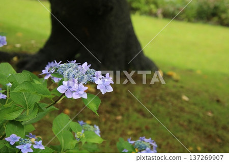 雨季花卉繡球花 257 雨季花卉繡球花 257 137269907
