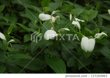 水生植物珠蝶屬 5 137269963