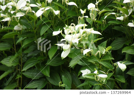水生植物細長珠蝶（Pinctada gracilis）6 137269964