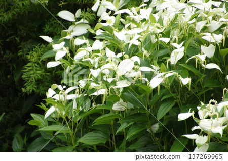 水生植物細長珠蝶（Pinctada gracilis）7 137269965