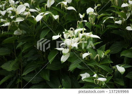 Waterside plant Pinctada gracilis 8 Waterside plant Pinctada gracilis 8 137269966