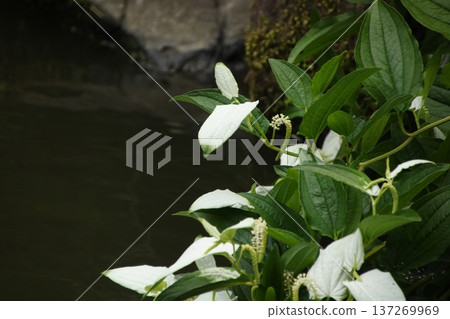 水生植物珠蝶屬11號 137269969