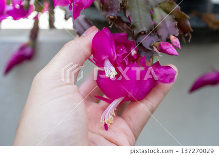 Cropped shot view of someone hand touching flowers of Thanksgiving Cactus. Holiday cacti such as the Christmas cactus, Thanksgiving cactus are all hybrids of Brazilian forest cacti. 137270029