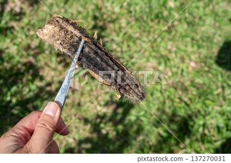 Someone hand using forceps for holding a part of rotten cactus. Cactus rot is one of the main causes of cactus death from fungal and bacterial diseases attack. Someone hand using forceps for holding a part of rotten cactus. Cactus rot is one of the main causes of cactus death from fungal and bacterial diseases attack. 137270031