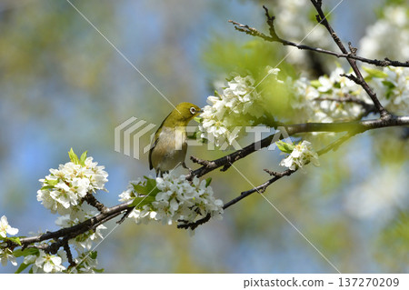 White-eye sucking honey White-eye sucking honey 137270209