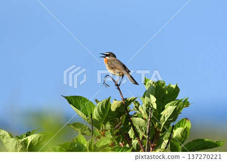 Siberian rubythroat 137270221