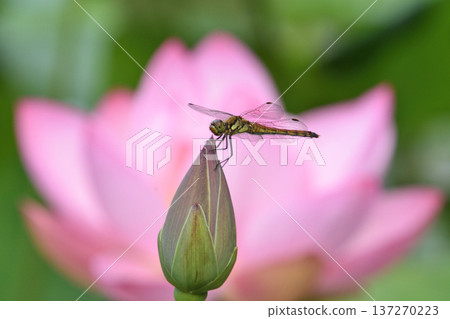 蜻蜓和蓮花 蜻蜓和蓮花 137270223