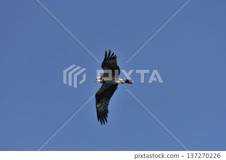 Osprego的飛行 Osprego的飛行 137270226