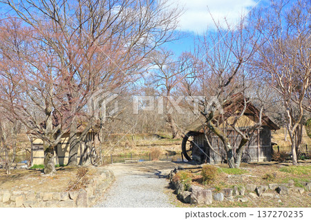 Azumino riverside watermill in early spring Azumino riverside watermill in early spring 137270235