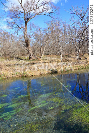Azumino in early spring: The clear stream at Daio Wasabi Farm Azumino in early spring: The clear stream at Daio Wasabi Farm 137270241