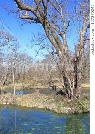 Azumino in early spring: The clear stream at Daio Wasabi Farm Azumino in early spring: The clear stream at Daio Wasabi Farm 137270245