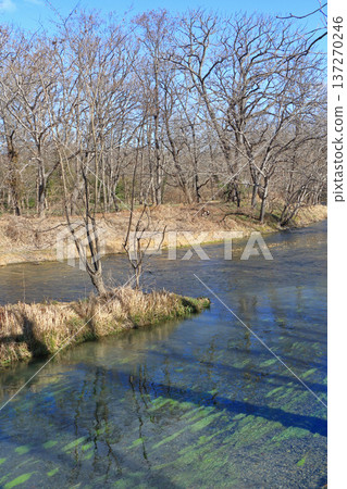 早春的曇野：大王芥末農場的清澈溪流 137270246