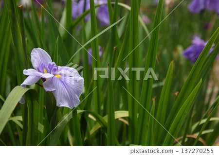 Japanese iris Janome umbrella 4 137270255