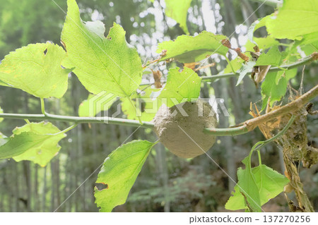 Tin honey nest Tin honey nest 137270256