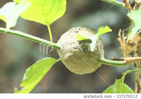 Tin honey nest Tin honey nest 137270312