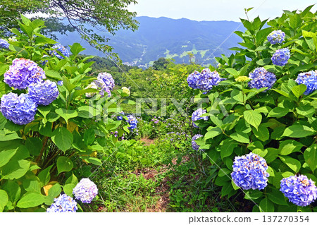 美野山公園的繡球花(埼玉縣秩父市) 美野山公園的繡球花(埼玉縣秩父市) 137270354