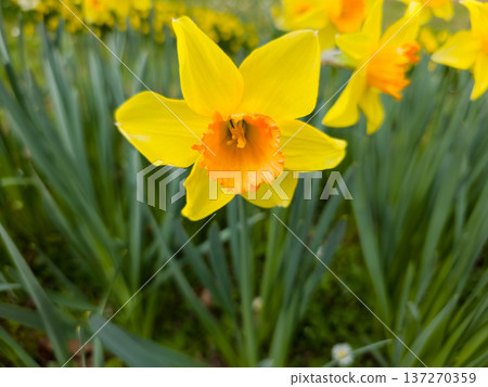 Yellow spring flowers in garden, soft focus floral background with copy space 137270359