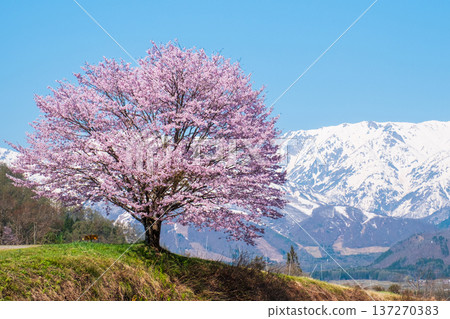 Nodaira的一棵櫻花樹 137270383