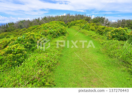 伊豆半島伊豆山脊步道夏季小田間山綠山步道與仙女座 伊豆半島伊豆山脊步道夏季小田間山綠山步道與仙女座 137270443