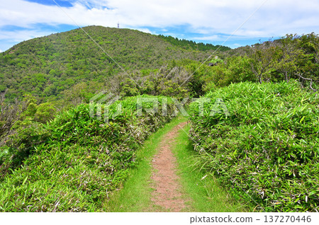 Izu Peninsula's Izuyama Ridge Trail: Mount Kinkan seen from the bamboo trail of Mount Kodaruma 137270446
