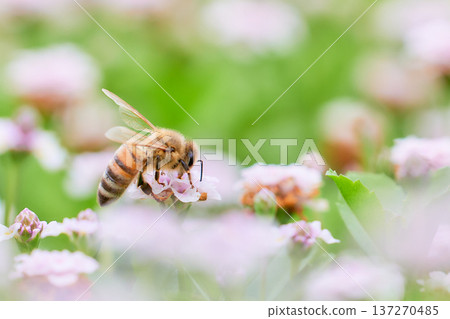 一片庫拉皮亞花田和一隻蜜蜂 137270485