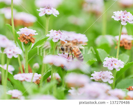 一片庫拉皮亞花田和一隻蜜蜂 137270486