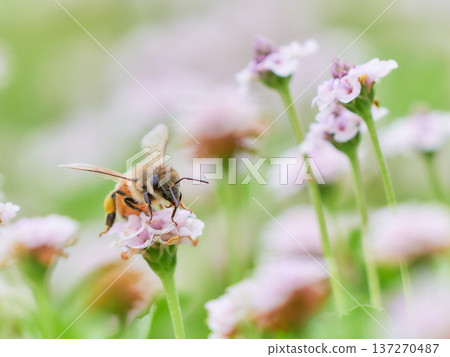 一片庫拉皮亞花田和一隻蜜蜂 137270487