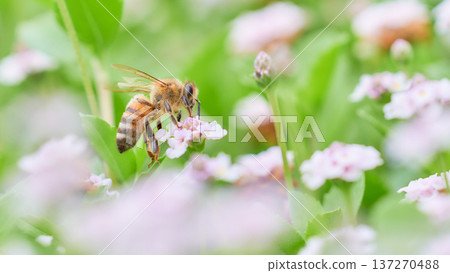 一片庫拉皮亞花田和一隻蜜蜂 137270488