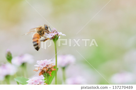 A field of Kurapia flowers and a single honeybee 137270489
