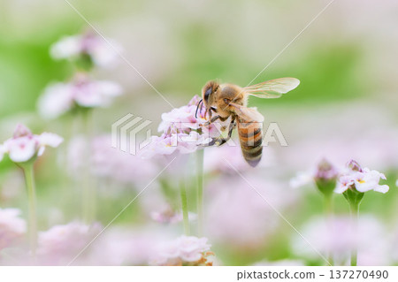 一片庫拉皮亞花田和一隻蜜蜂 137270490