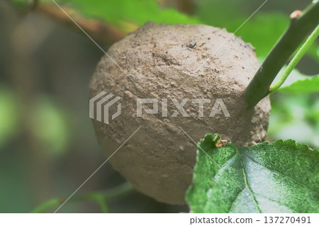 Tin honey nest Tin honey nest 137270491