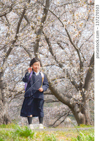 Spring, elementary school student, cherry blossoms, girl Spring, elementary school student, cherry blossoms, girl 137270503