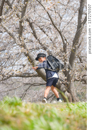 Spring, elementary school student, school commute, boy Spring, elementary school student, school commute, boy 137270507