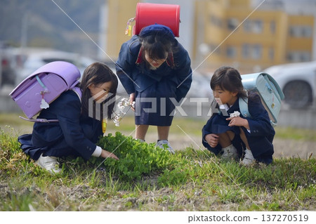 小學生在上下學的路上玩耍 小學生在上下學的路上玩耍 137270519
