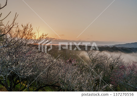 晨曦照亮了盛開的梅樹。這是梅花節期間的月瀨梅景。雲海和梅樹在晨光中閃耀著金色的光芒。 137270556