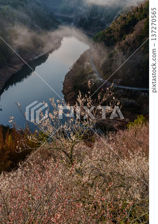 The morning glow illuminates the blossoms in full bloom. Tsukigase Baikei during the Plum Festival. The sky reflected in Lake Tsukigase and the blossoms blooming on the hill. The morning glow illuminates the blossoms in full bloom. Tsukigase Baikei during the Plum Festival. The sky reflected in Lake Tsukigase and the blossoms blooming on the hill. 137270565