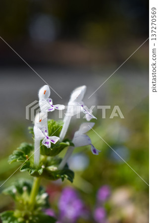 White henbit White henbit 137270569