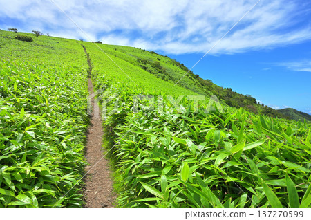 Izuyama Ridge Trail on the Izu Peninsula: Summer blue sky on the hiking trail through the bamboo grass of Mount Daruma Izuyama Ridge Trail on the Izu Peninsula: Summer blue sky on the hiking trail through the bamboo grass of Mount Daruma 137270599