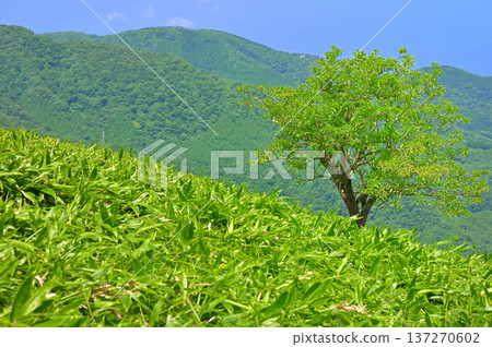 伊豆半島伊豆山脊步道上的達摩山：夏季竹林中孤零零的一棵樹 137270602