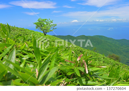 伊豆半島伊豆山脊步道上的達摩山:夏季竹林中孤零零的一棵樹 伊豆半島伊豆山脊步道上的達摩山:夏季竹林中孤零零的一棵樹 137270604