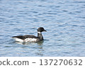 Brent goose portrait on water 137270632