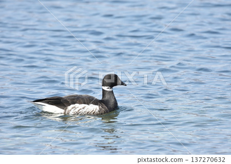 Brent goose portrait on water Brent goose portrait on water 137270632