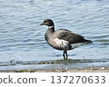 Portrait of a Brent Goose 137270633