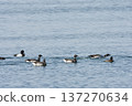 Brent Goose Swimming 137270634