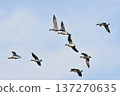 A flock of Brent Geese in flight 137270635